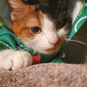 Meet your Posher, Waffles